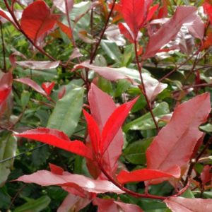 PHOTINIA fraseri Red Robin – Red Leaf Bush
