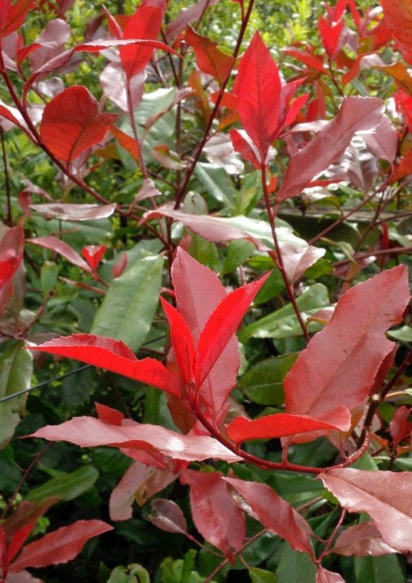 PHOTINIA fraseri Red Robin - Red Leaf Bush
