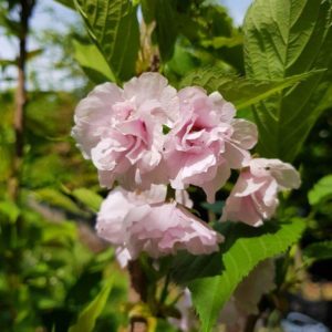 PRUNUS serrulata ‘Amanogawa’ – Narrow Flowering Cherry