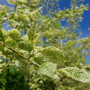 ULMUS carpinifolia ‘Variegata’ – Variegated Elm