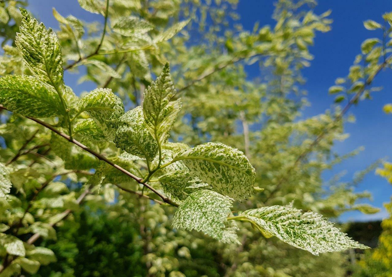 ULMUS carpinifolia ‘Variegata’ - Variegated Elm