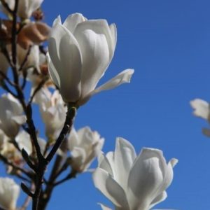 MAGNOLIA kobus – White Flowering Magnolia