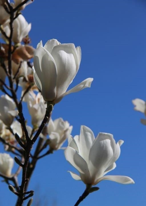 MAGNOLIA kobus - White Flowering Magnolia