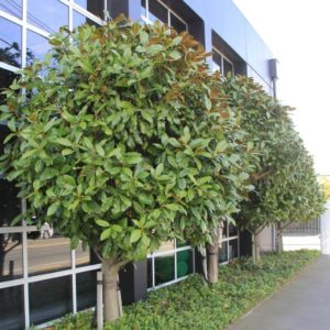 MAGNOLIA Grandiflora ‘Blanchard’ – Evergreen Magnolia