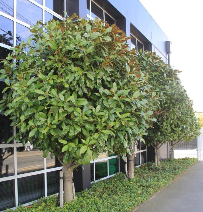 MAGNOLIA Grandiflora 'Blanchard' Evergreen Easy Big Trees