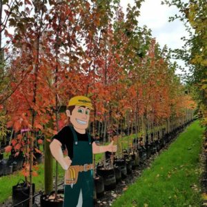 ACER rubrum ‘October Glory/Red Sunset’ – Red Canadian Maple