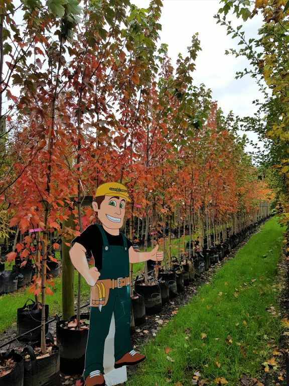 ACER rubrum 'October Glory/Red Sunset' - Red Canadian Maple