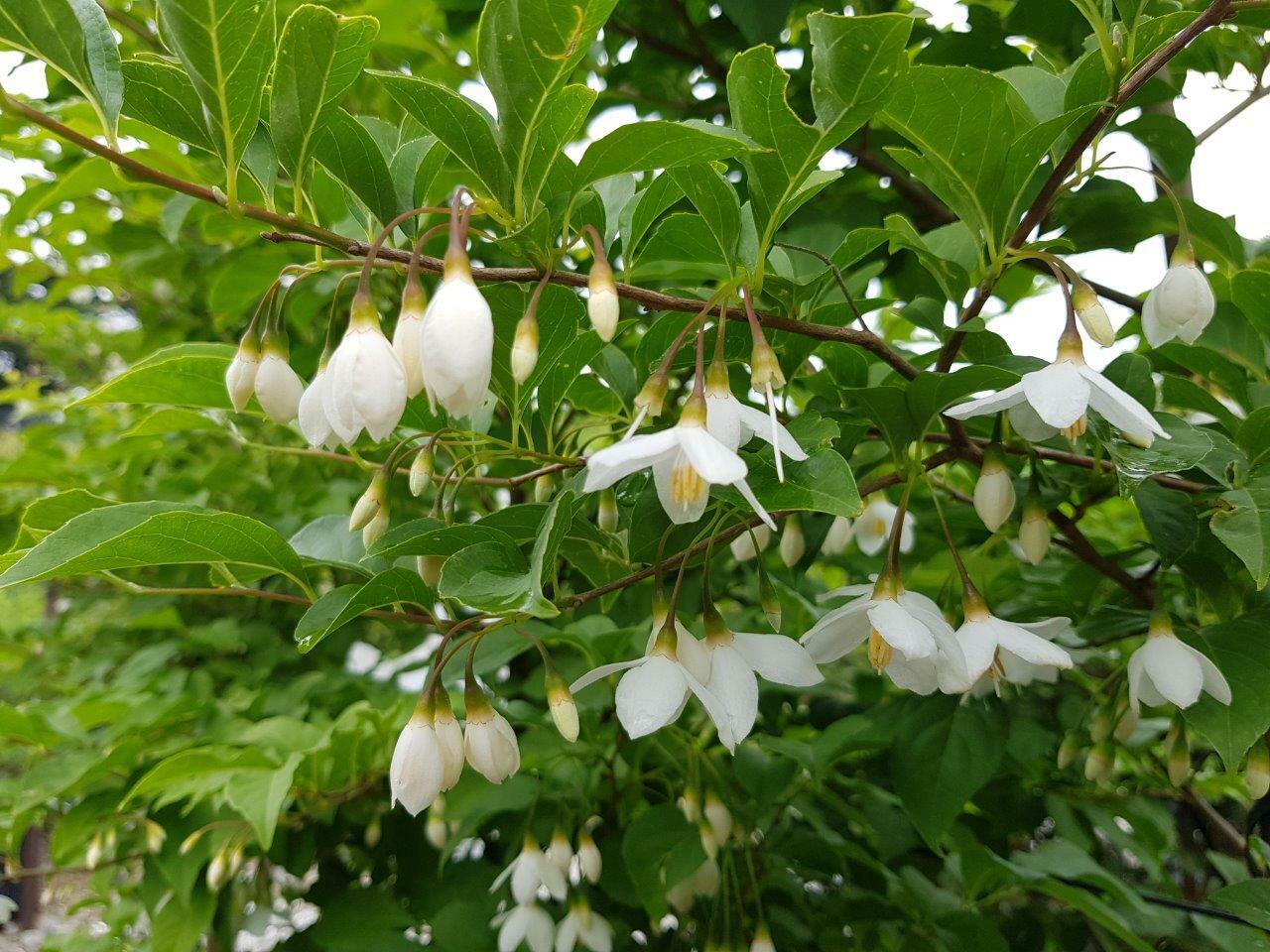 STYRAX japonica - Japanese Snowdrop Tree