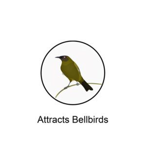 Attracts Bellbirds