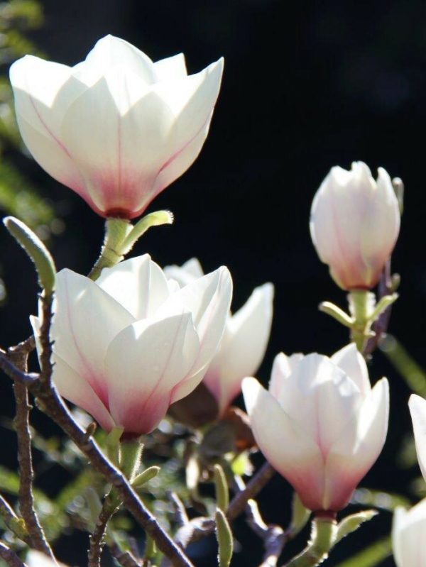 MAGNOLIA soulangeana - Tulip Magnolia