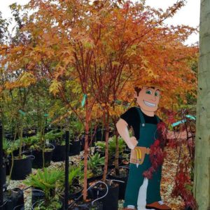 ACER palmatum ‘Senkaki’ – Coral Bark Maple