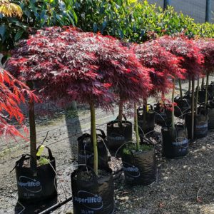 ACER palmatum dissectum ‘Tamukeyama’ – Red Weeping Maple