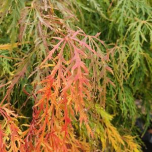 ACER palmatum dissectum ‘Viridis’ – Green Weeping Maple
