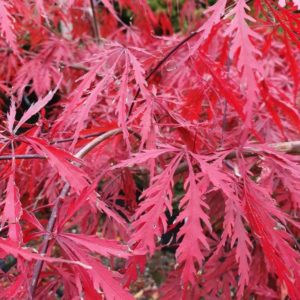 ACER palmatum dissectum ‘Tamukeyama’ – Red Weeping Maple