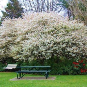 AMELANCHIER canadensis – Shad Bush or NZ Whitebait Tree