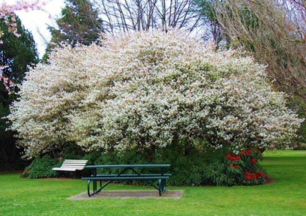 AMELANCHIER canadensis - Shad Bush or NZ Whitebait Tree