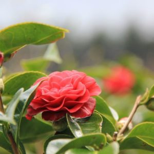 CAMELLIA Roger Hall – Red Flowering Camellia