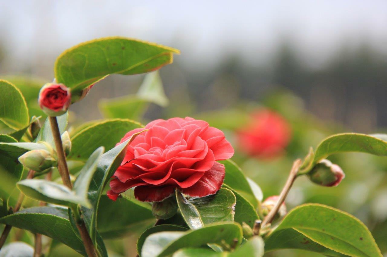 CAMELLIA Roger Hall - Red Flowering Camellia