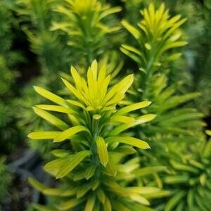 CEPHALOTAXUS harringtonia ‘Fastigiata’ – Upright Japanese Plum Yew