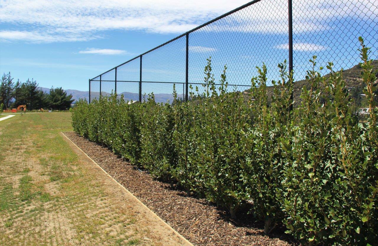 GRISELINIA littoralis 'Cobb' - Dark Stem Broadleaf | Easy Big Trees