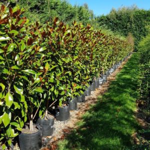 MAGNOLIA grandiflora ‘Kay Parris’ – Evergreen Magnolia