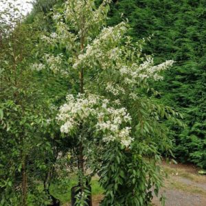 HOHERIA sexstylosa – NZ Flowering Lacebark