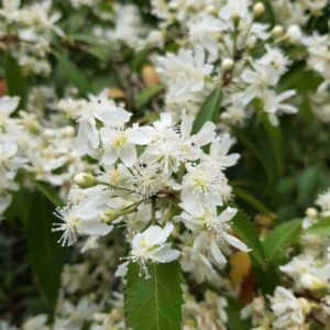 HOHERIA sexstylosa – NZ Flowering Lacebark