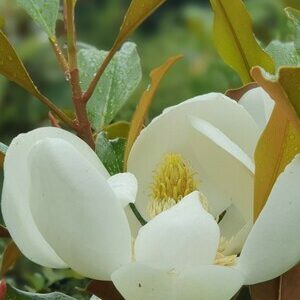MAGNOLIA grandiflora ‘Kay Parris’ – Evergreen Magnolia