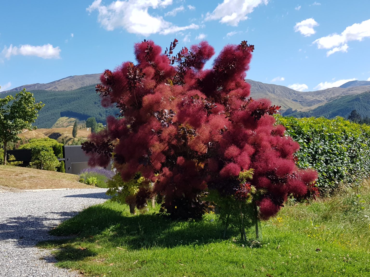 COTINUS coggygria 'Grace' Smoke Bush Easy Big Trees NZ