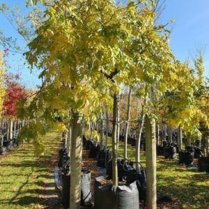 FRAXINUS excelsior ‘Pendula’ – Weeping Green Ash