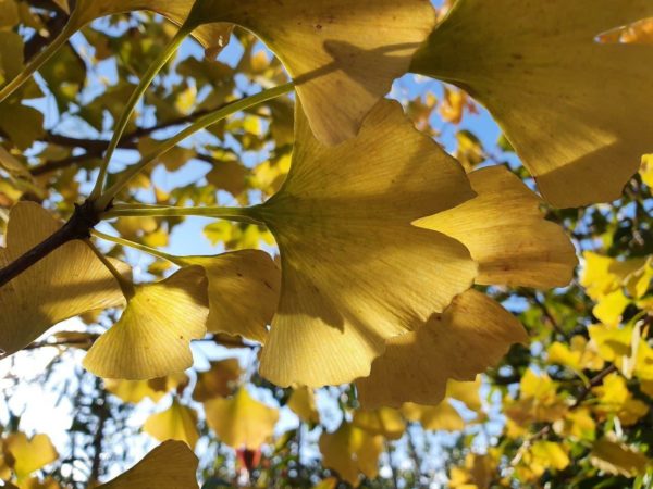 GINKGO biloba Autumn Gold - Maidenhair Tree