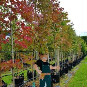 FRAXINUS excelsior ‘Purple Spire’ – Purple Ash Tree