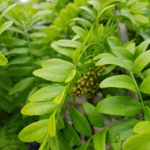 GLEDITSIA triacanthos ‘Emerald Cascade’ – Weeping Honey Locust