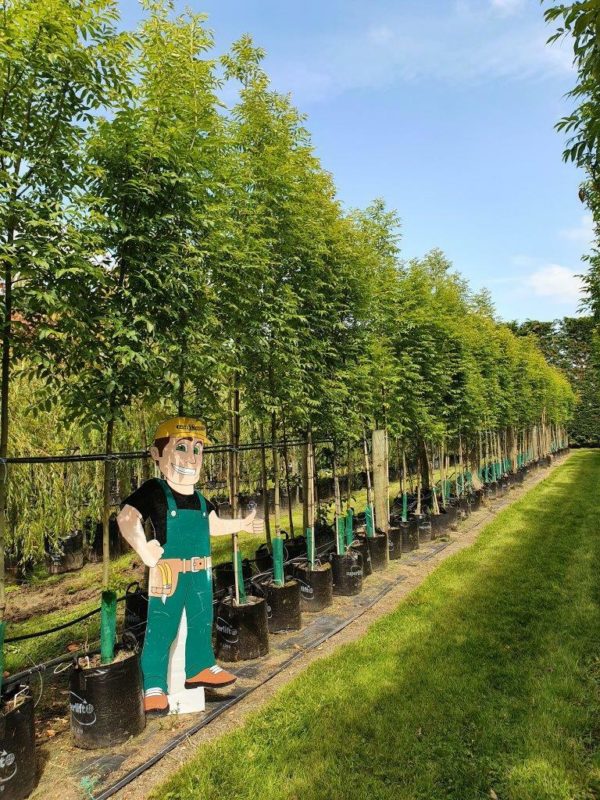 FRAXINUS excelsior Green Glow - English Ash (select form)