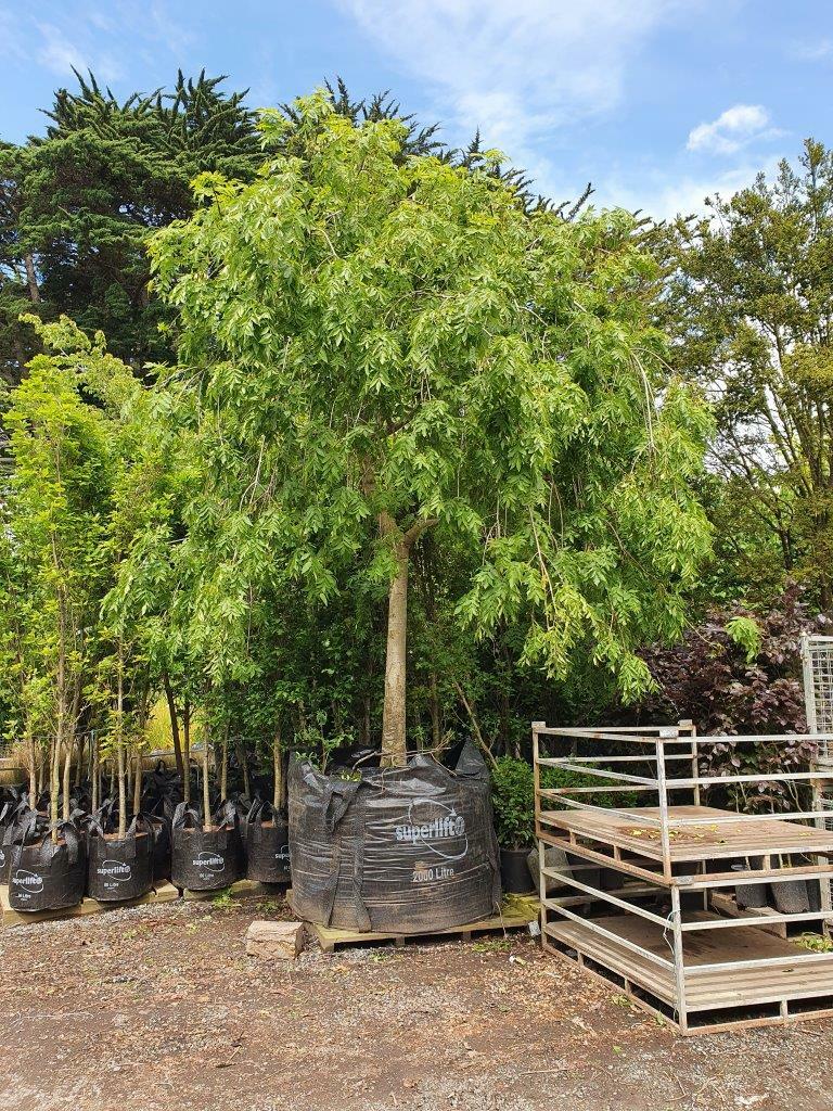 FRAXINUS excelsior 'Pendula' - Weeping Green Ash