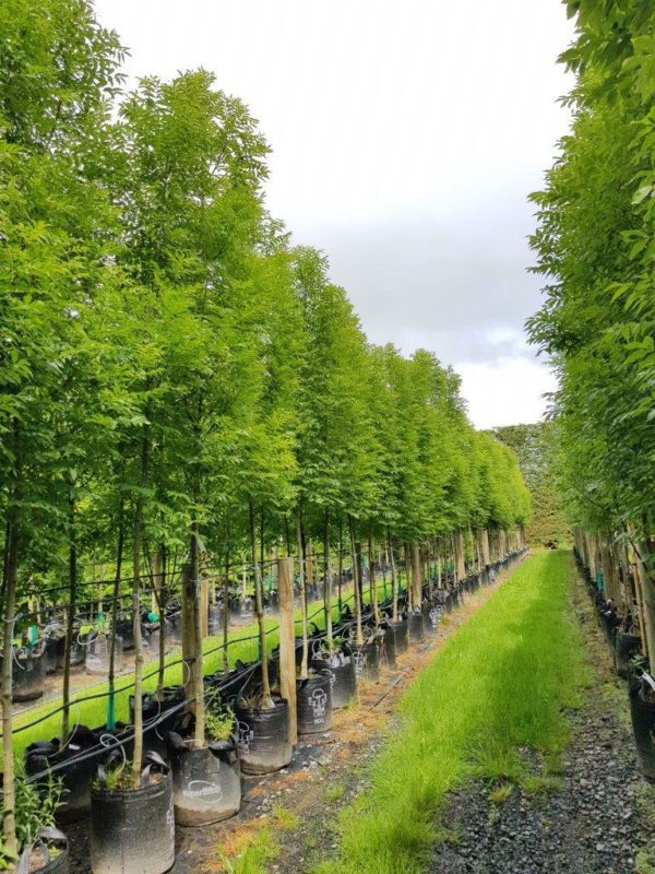 FRAXINUS excelsior Green Glow - English Ash (select form)