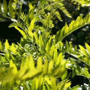 GLEDITSIA triacanthos ‘Limelight’ – Golden Honey Locust