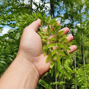 GLEDITSIA triacanthos ‘Skyline’ – Green Honey Locust
