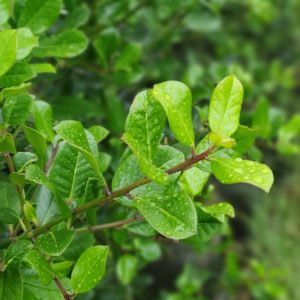 ILEX altaclerensis Hendersonii – Smooth Leaf Holly