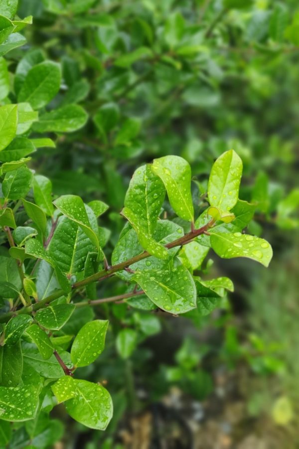 ILEX altaclerensis Hendersonii - Smooth Leaf Holly