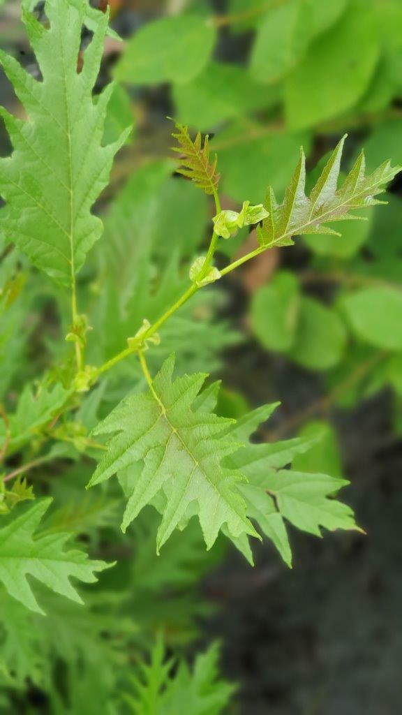 ALNUS glutinosa 'Imperialis' - Cut Leaf Alder