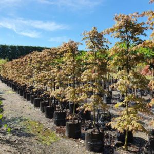 ACER palmatum ‘Osakazuki’- Japanese Maple