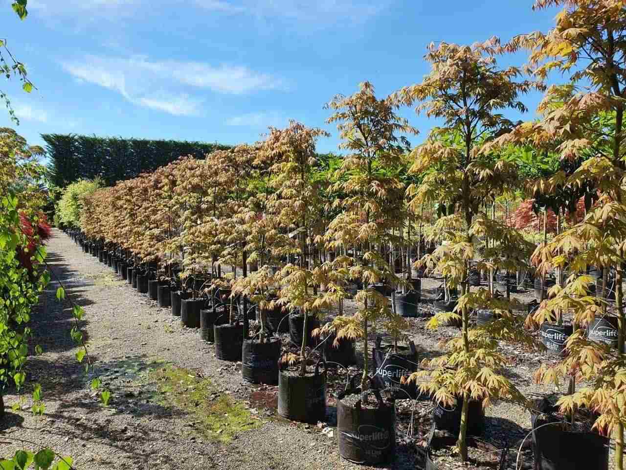 ACER palmatum 'Osakazuki'- Japanese Maple