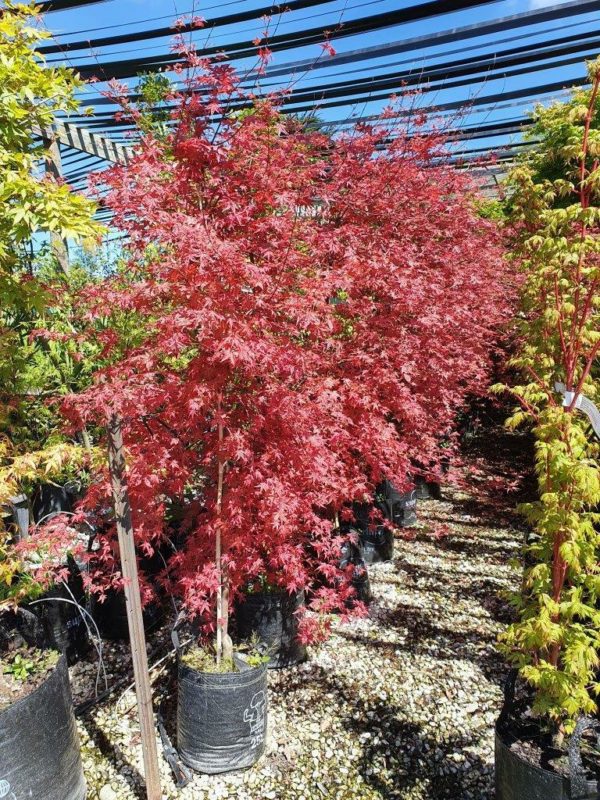 ACER palmatum 'Shindeshojo' - Japanese Maple