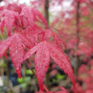 ACER palmatum ‘Shindeshojo’ – Japanese Maple