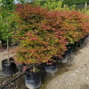 ACER palmatum ‘Shindeshojo’ – Japanese Maple