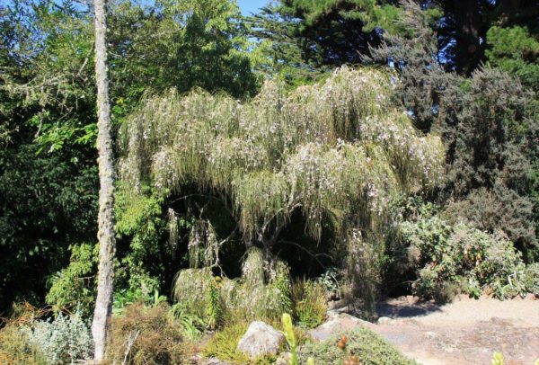 CARMICHELLIA stevensonii - NZ Native Broom Tree