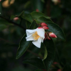 CAMELLIA Transnokoensis – White Flowering Camellia