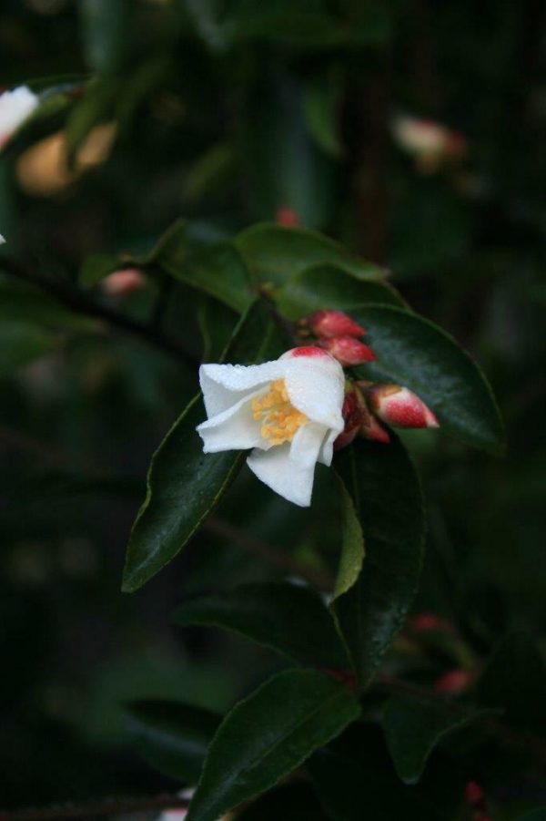 CAMELLIA 'Transnokoensis' - White Flowering Camellia