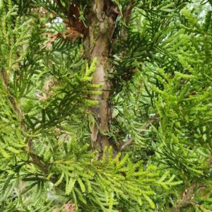LIBOCEDRUS bidwillii – NZ Native Southern Cedar or Pahautea